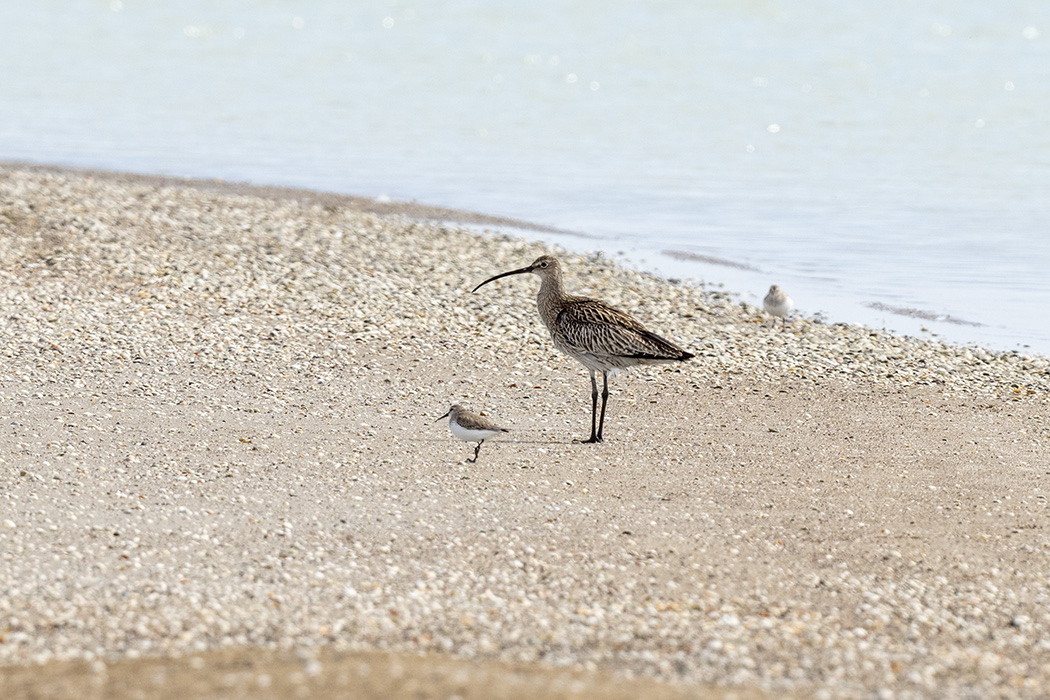 Eurasian Curlew